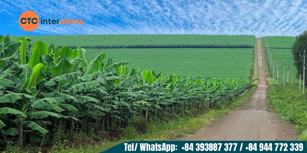 Vietnam exports large quantities of fresh bananas each year.