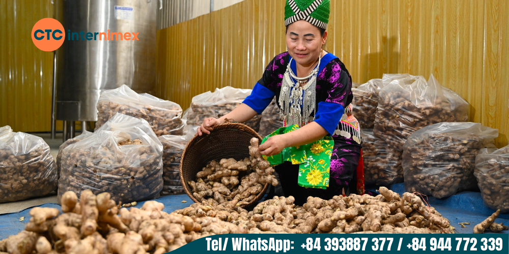 Vietnam is one of the world's largest exporters of fresh ginger