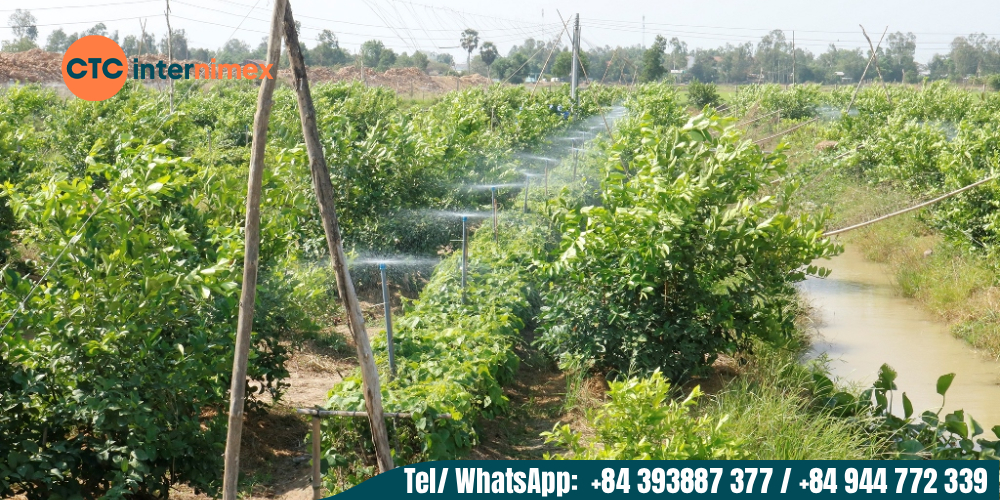 Vietnam has combined modern technologies to produce year-round exports.