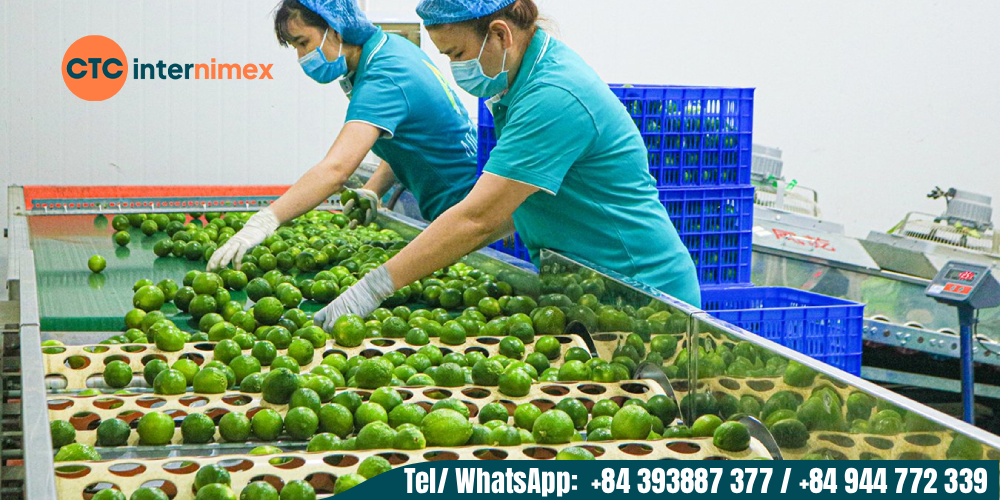 Vietnamese seedless lemons meet many requirements for the global market.