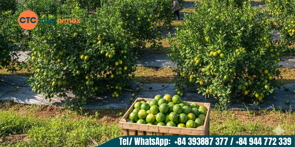 Vietnamese seedless lemons have consistent yield and quality all year round.