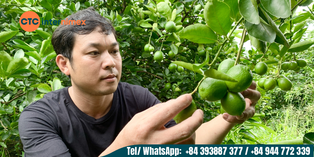 Vietnamese seedless lemons dominate the world market due to their many outstanding characteristics.