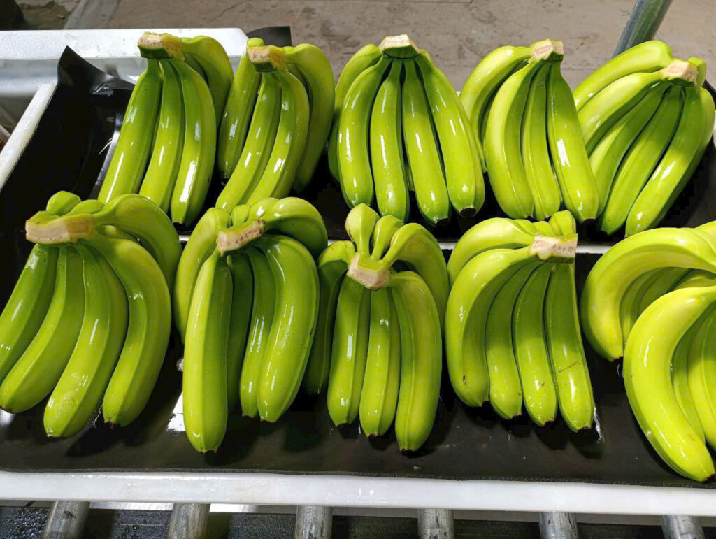 banana cavendish export from Viet Nam