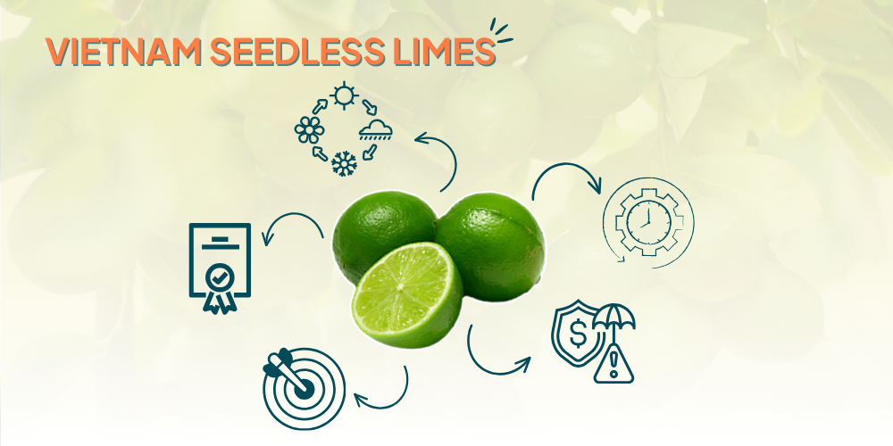 Seedless lemons exported to Dubai are juicy, uniformly sized, and exceptionally fresh.
