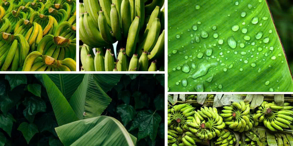 Cavendish Banana Export To Dubai From Vietnam