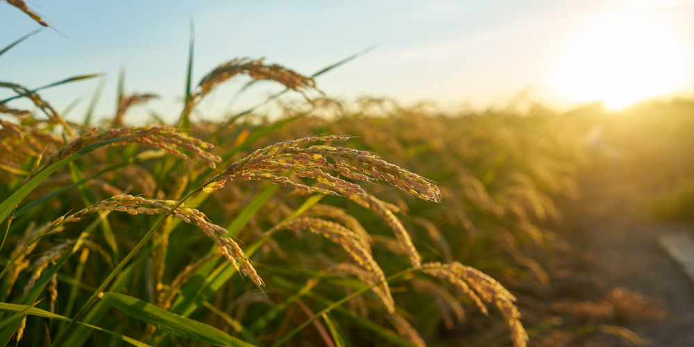 rice export high quality in vietnam